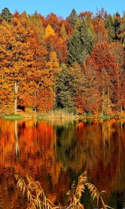 Preview wallpaper trees, autumn, river, reflection