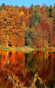 Preview wallpaper trees, autumn, river, reflection