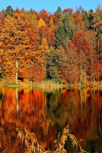 Preview wallpaper trees, autumn, river, reflection