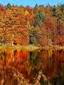 Preview wallpaper trees, autumn, river, reflection