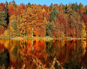 Preview wallpaper trees, autumn, river, reflection