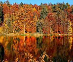 Preview wallpaper trees, autumn, river, reflection