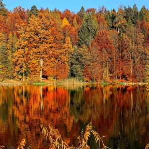 Preview wallpaper trees, autumn, river, reflection