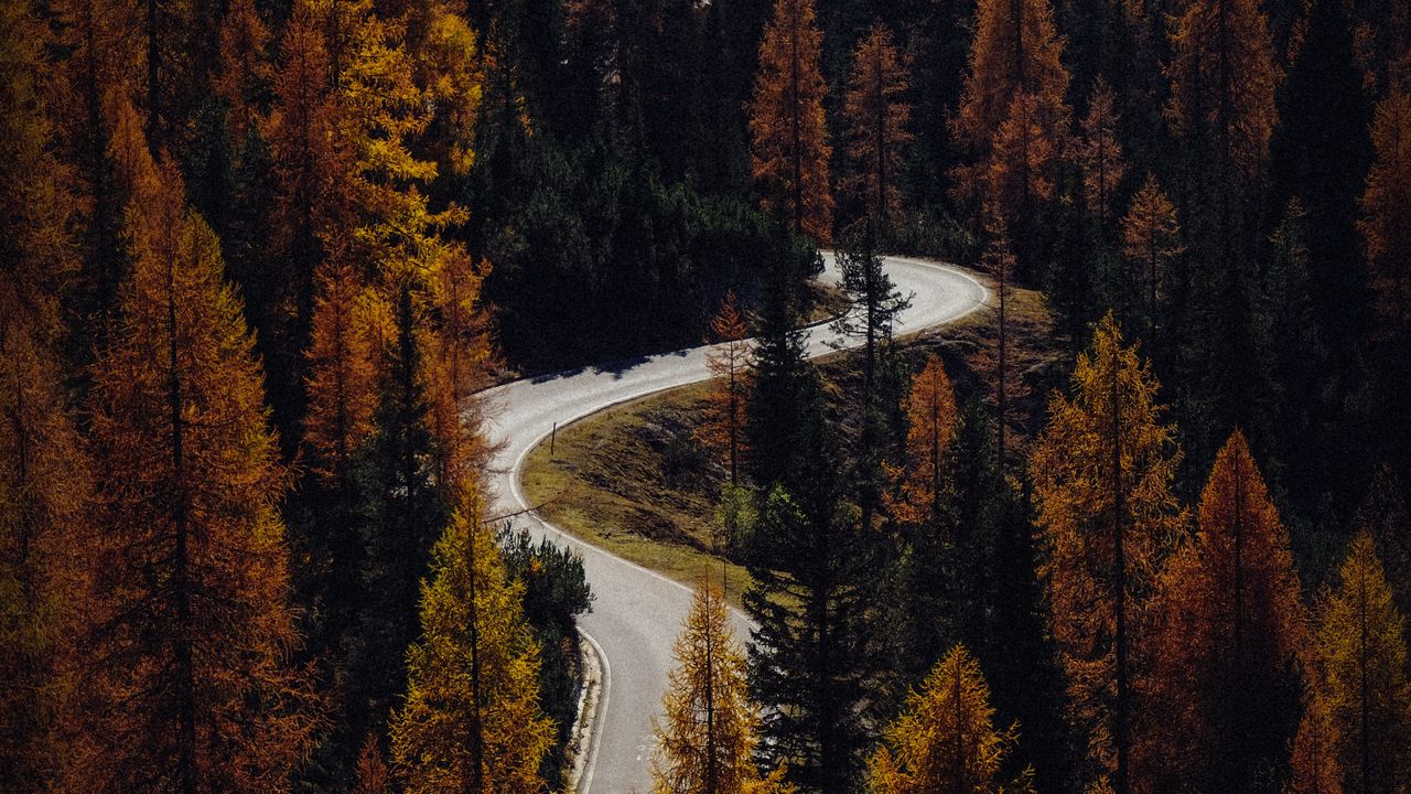 Wallpaper trees, autumn, road, aerial view, forest