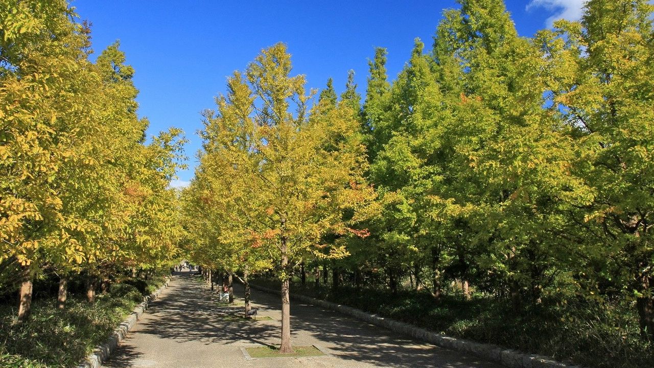 Wallpaper trees, autumn, road