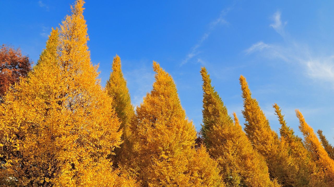 Wallpaper trees, autumn, sky, leaves