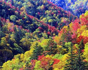 Preview wallpaper trees, autumn, slopes, colours, palette