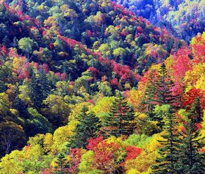 Preview wallpaper trees, autumn, slopes, colours, palette