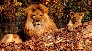 Preview wallpaper trees, autumn, son, lion, lion cub, zoo