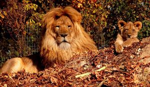 Preview wallpaper trees, autumn, son, lion, lion cub, zoo