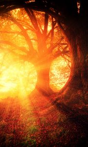 Preview wallpaper trees, autumn, sunlight, forest, light