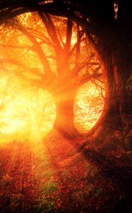 Preview wallpaper trees, autumn, sunlight, forest, light