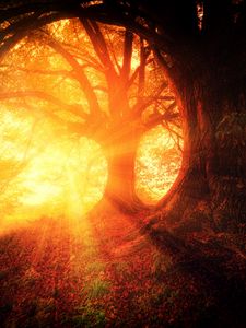 Preview wallpaper trees, autumn, sunlight, forest, light