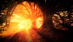 Preview wallpaper trees, autumn, sunlight, forest, light