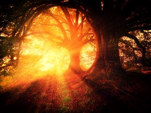 Preview wallpaper trees, autumn, sunlight, forest, light