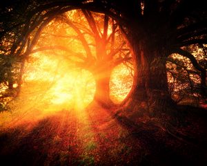Preview wallpaper trees, autumn, sunlight, forest, light