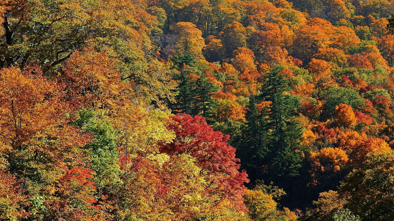 Wallpaper trees, autumn, top view