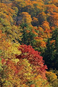 Preview wallpaper trees, autumn, top view