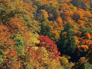 Preview wallpaper trees, autumn, top view