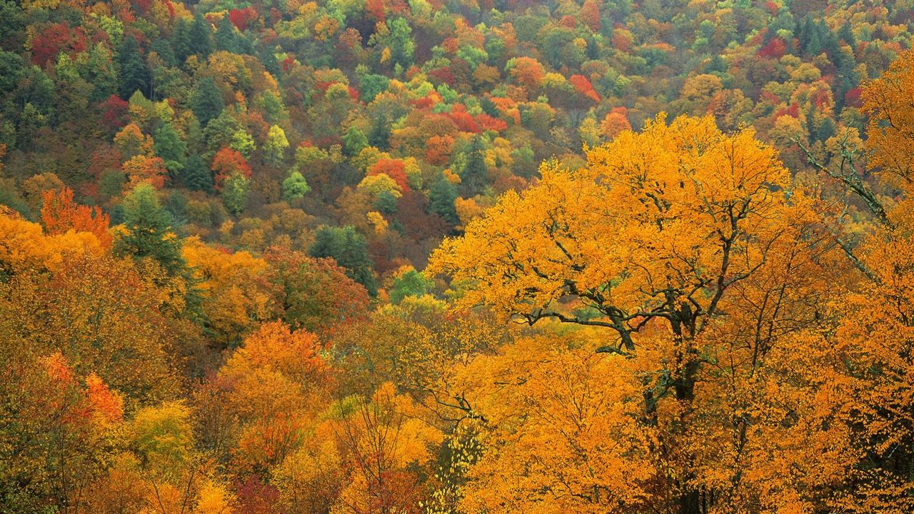 Wallpaper trees, autumn, tops