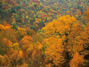 Preview wallpaper trees, autumn, tops