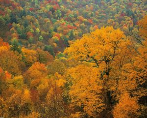 Preview wallpaper trees, autumn, tops