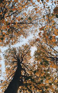 Preview wallpaper trees, autumn, view from below