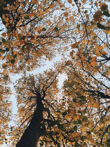 Preview wallpaper trees, autumn, view from below