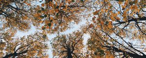 Preview wallpaper trees, autumn, view from below