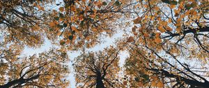 Preview wallpaper trees, autumn, view from below