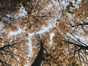 Preview wallpaper trees, autumn, view from below