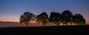 Preview wallpaper trees, backlight, field, twilight, landscape