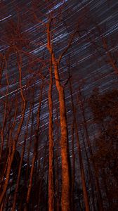 Preview wallpaper trees, backlight, stars, long exposure