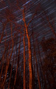 Preview wallpaper trees, backlight, stars, long exposure