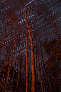 Preview wallpaper trees, backlight, stars, long exposure