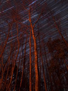 Preview wallpaper trees, backlight, stars, long exposure
