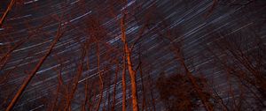 Preview wallpaper trees, backlight, stars, long exposure
