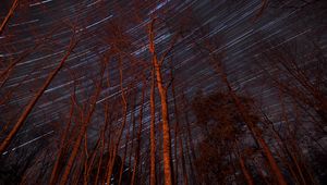 Preview wallpaper trees, backlight, stars, long exposure