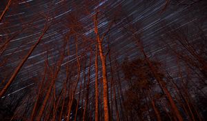 Preview wallpaper trees, backlight, stars, long exposure