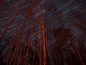 Preview wallpaper trees, backlight, stars, long exposure