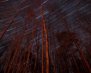 Preview wallpaper trees, backlight, stars, long exposure