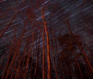 Preview wallpaper trees, backlight, stars, long exposure