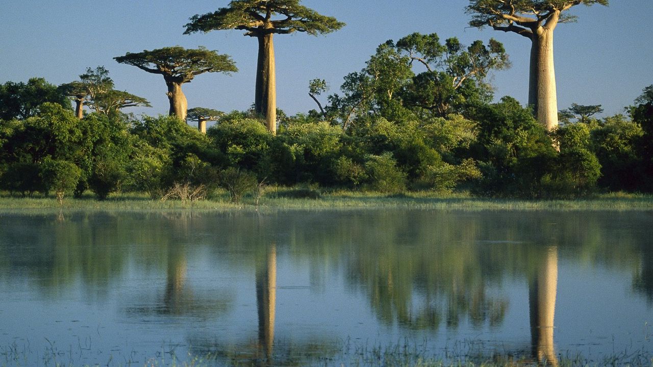 Wallpaper trees, baobabs, madagascar, water, coast
