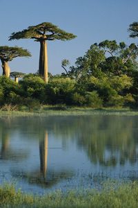 Preview wallpaper trees, baobabs, madagascar, water, coast