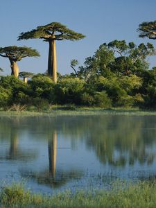 Preview wallpaper trees, baobabs, madagascar, water, coast
