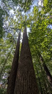 Preview wallpaper trees, bark, leaves, forest, nature, bottom view