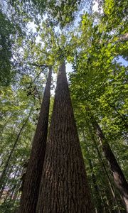 Preview wallpaper trees, bark, leaves, forest, nature, bottom view