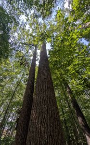 Preview wallpaper trees, bark, leaves, forest, nature, bottom view