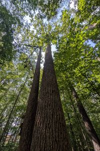 Preview wallpaper trees, bark, leaves, forest, nature, bottom view