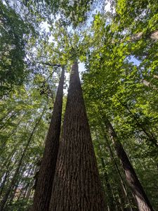 Preview wallpaper trees, bark, leaves, forest, nature, bottom view